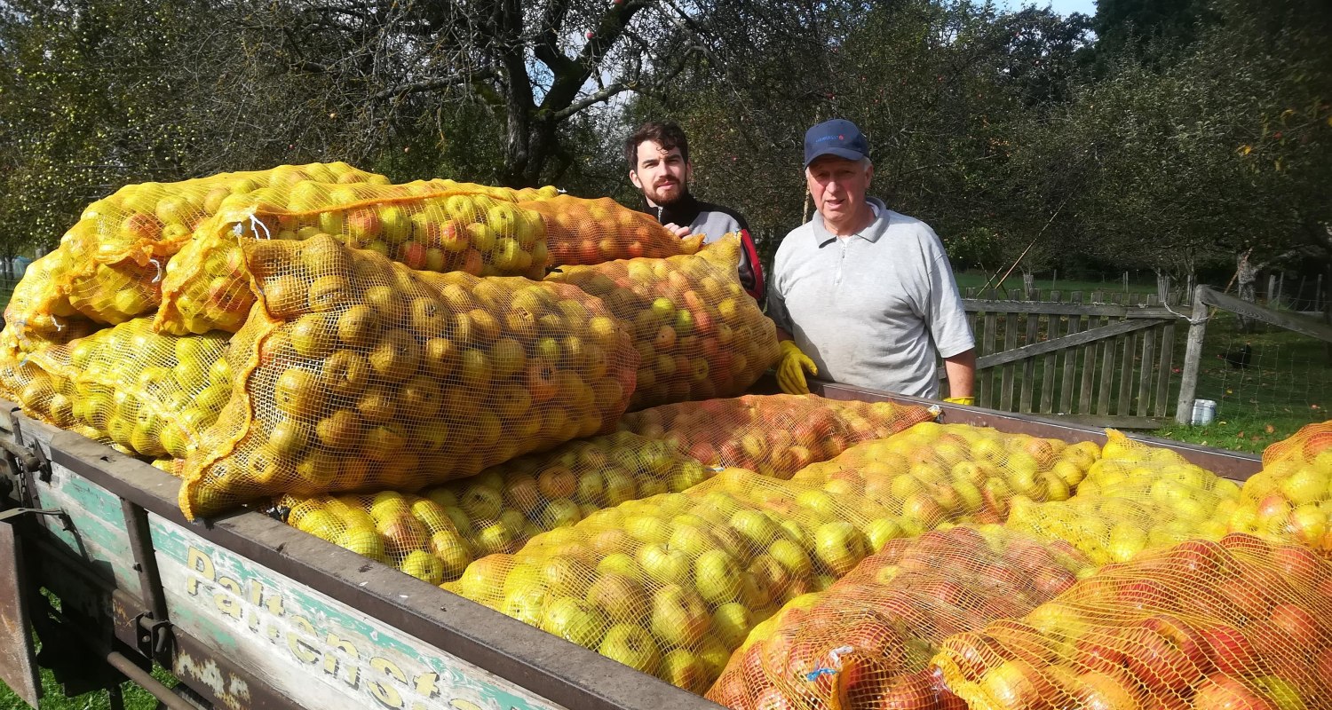 Lecker, Äpfel für Apfelsaft und Apfelwein!!!!