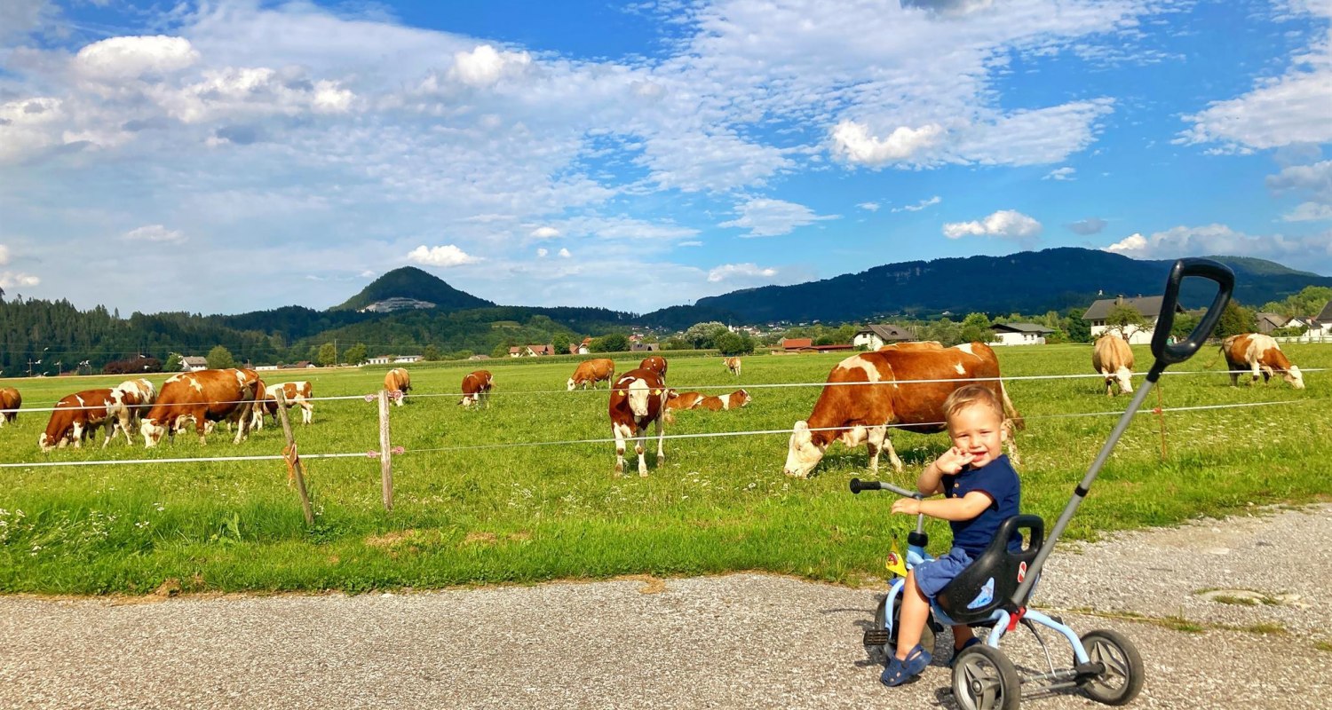 Biobauernhof Sima - beim Leben_Bei den Kühen, © Brigitte Sima