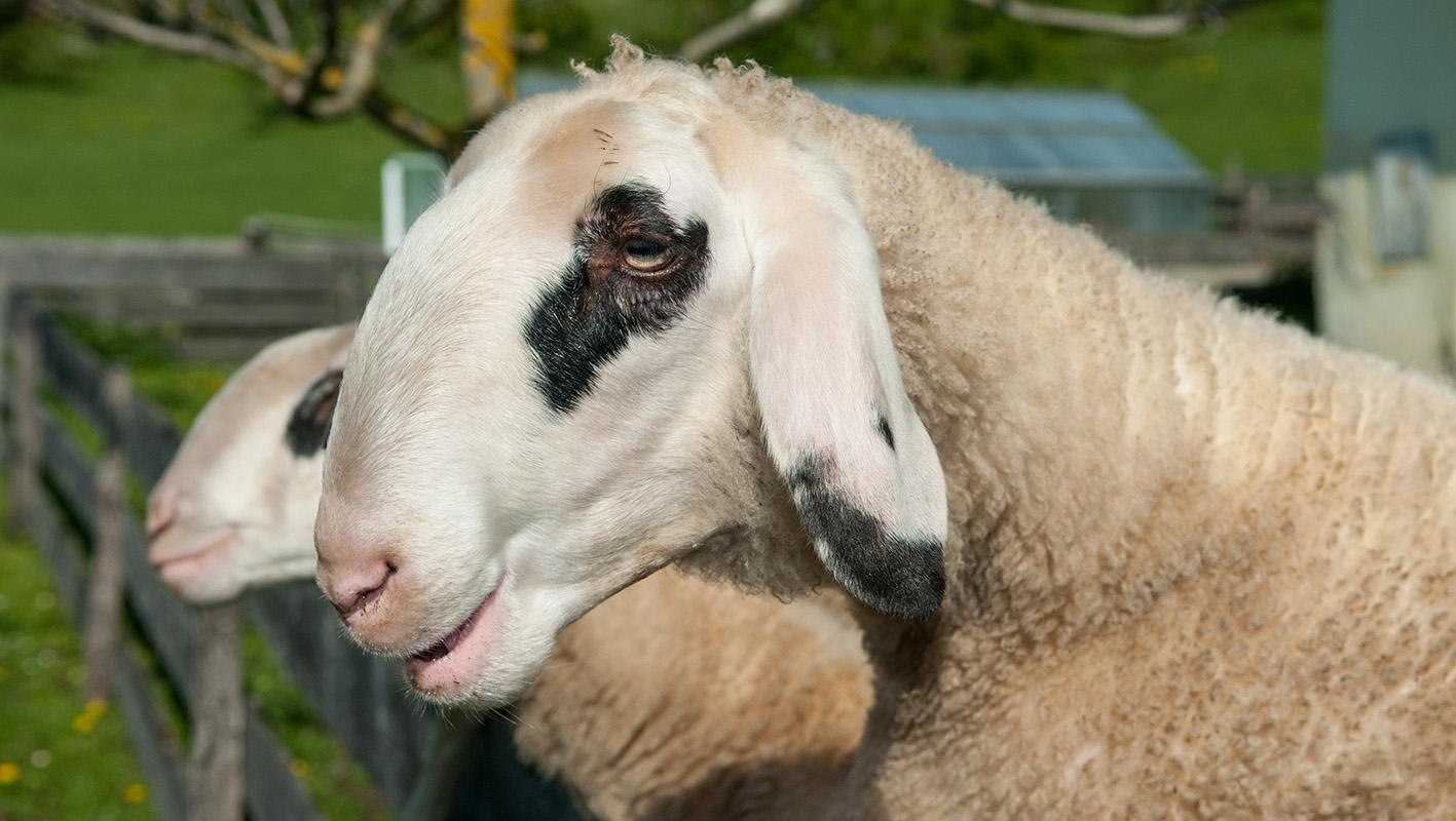 Schafe, © Wanker