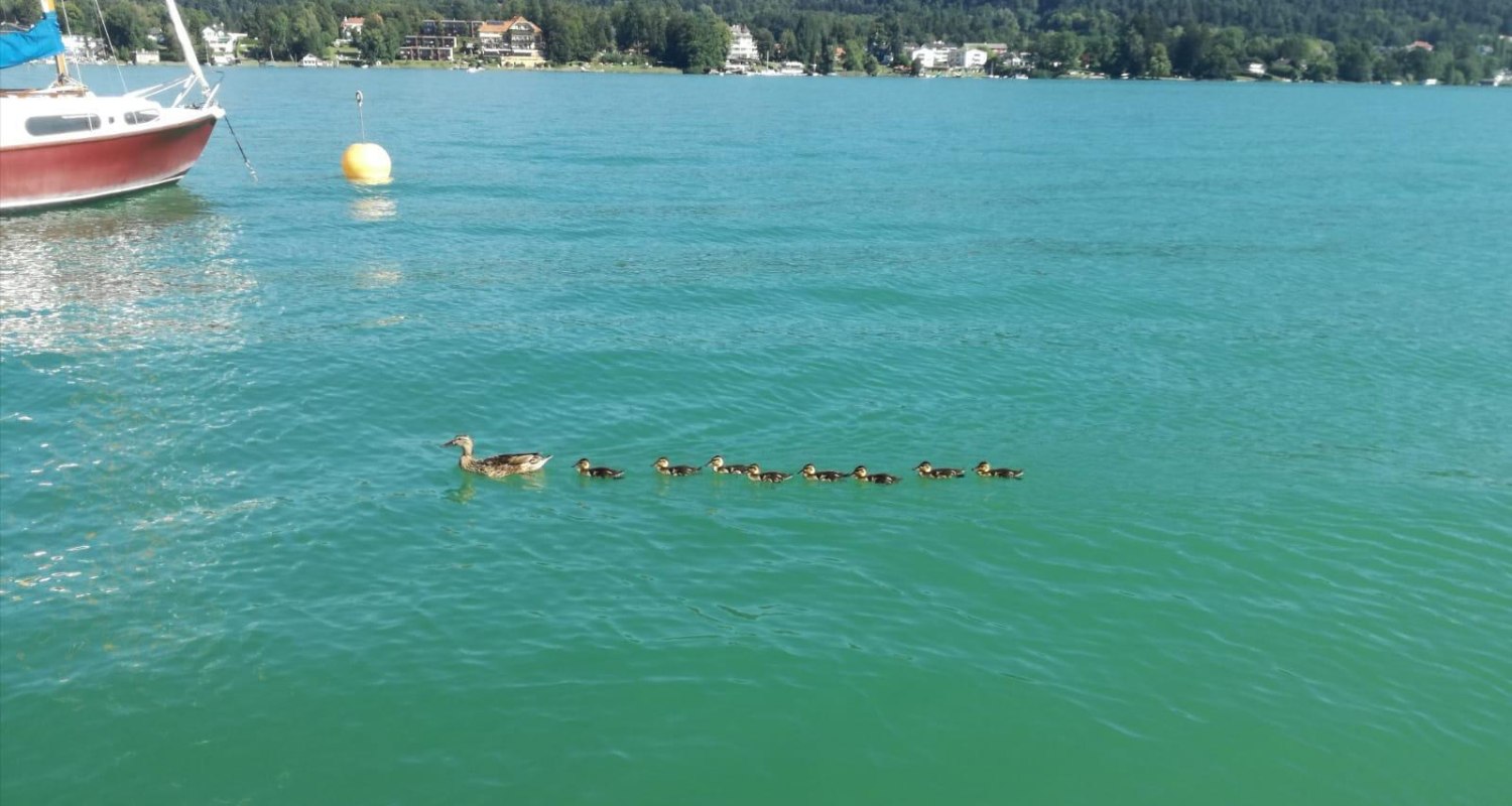 Wörthersee - pure Happiness