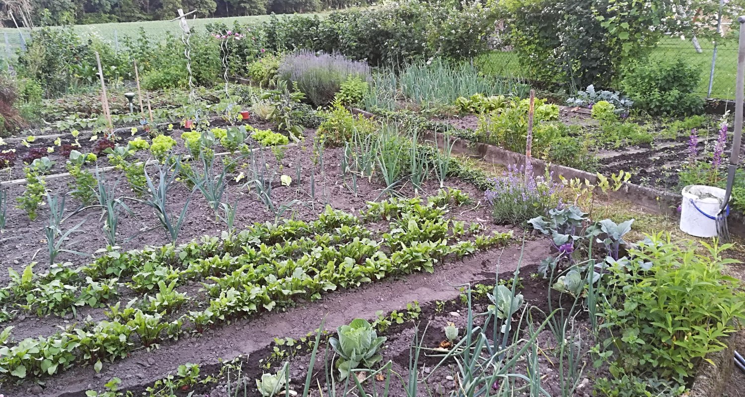 Ein Traum-unser Gemüsegarten!