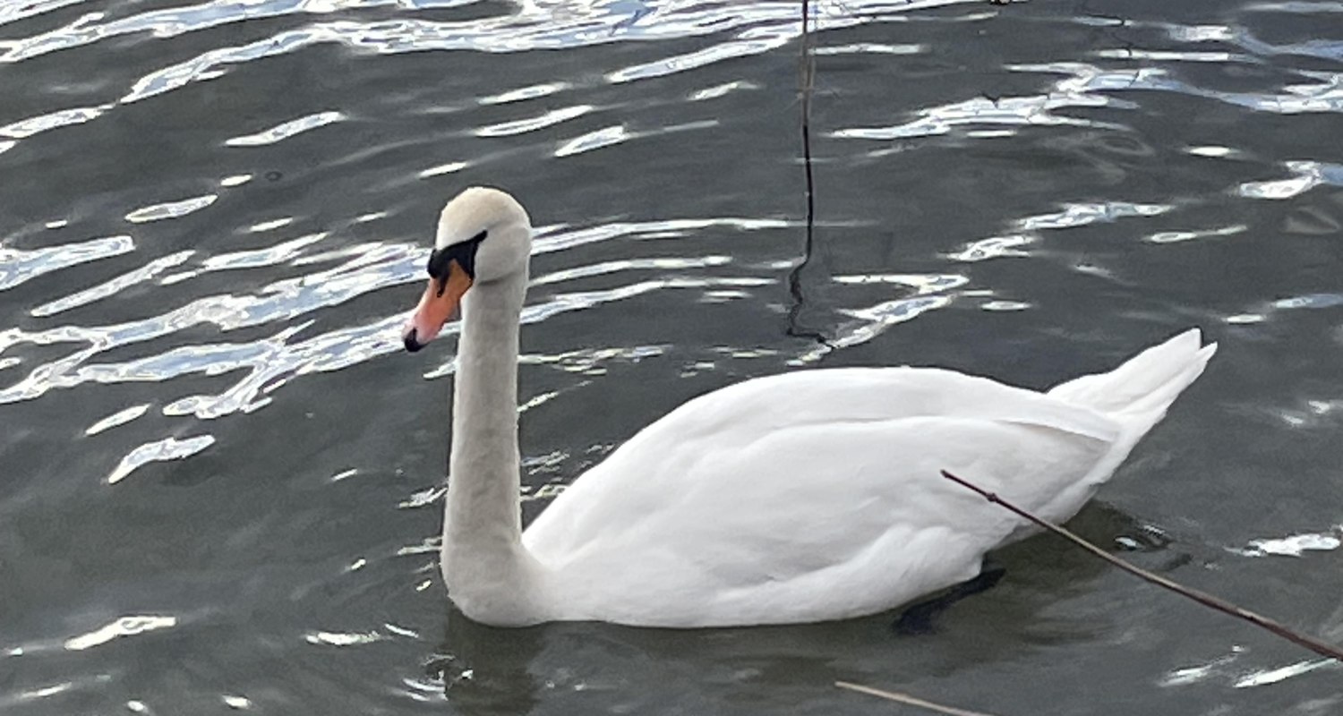 Appartement Eveline- swan Appartement Eveline- swan
